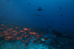 Priacanthus