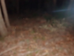 Tyto novaehollandiae