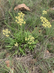 Helichrysum nudifolium