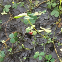 Bromophila caffra