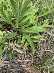 Helichrysum nudifolium