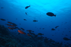Priacanthus