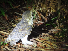 Tyto novaehollandiae