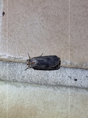 Agrotis munda