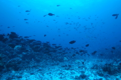 Priacanthus