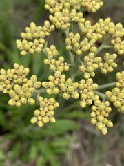 Helichrysum nudifolium