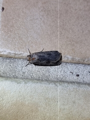 Agrotis munda