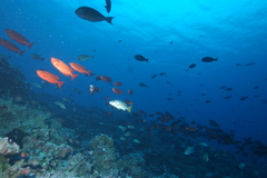 Priacanthus
