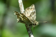 Gomalia