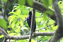 Hylopsar purpureiceps