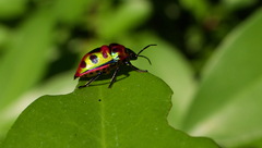 Chrysocoris stollii