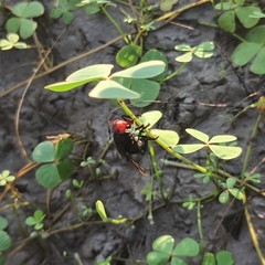 Bromophila caffra