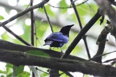 Hylopsar purpureiceps