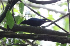 Hylopsar purpureiceps