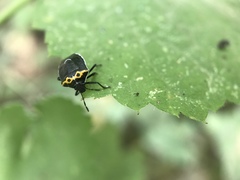 Cosmopepla conspicillaris