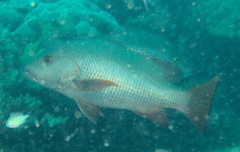 Lutjanus argentimaculatus