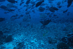 Acanthurus