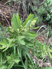 Ozoroa paniculosa