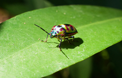 Chrysocoris stollii