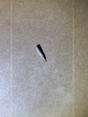 Culladia cuneiferellus