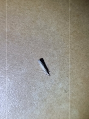 Culladia cuneiferellus