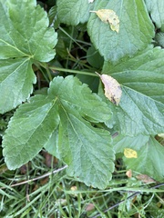 Smyrnium olusatrum