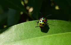 Chrysocoris stollii