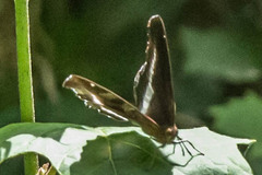 Eurytela hiarbas