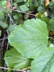 Laserpitium latifolium