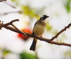 Pycnonotus sinensis formosae