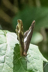 Eurytela hiarbas