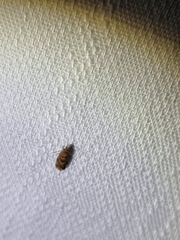 Acroceuthes metaxanthana