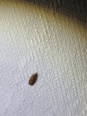 Acroceuthes metaxanthana