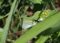 Eurema elathea
