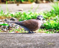 Streptopelia tranquebarica humilis