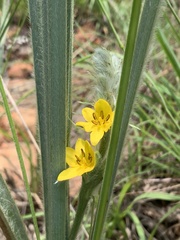 Hypoxis rigidula