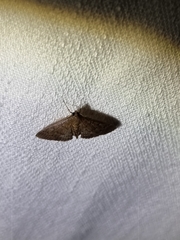 Herpetogramma licarsisalis