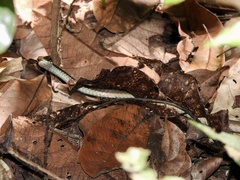 Dendrelaphis calligaster