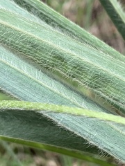 Hypoxis rigidula