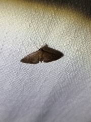 Herpetogramma licarsisalis