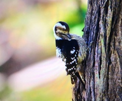 Yungipicus canicapillus