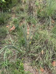 Hypoxis rigidula