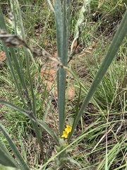Hypoxis rigidula
