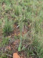 Hypoxis rigidula