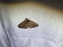 Herpetogramma licarsisalis