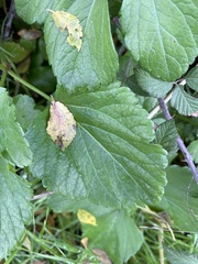 Smyrnium olusatrum
