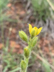 Hypoxis rigidula