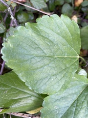 Smyrnium olusatrum