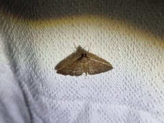 Herpetogramma licarsisalis