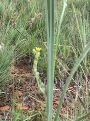 Hypoxis rigidula